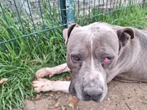 Tyson