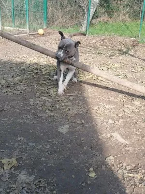 Tyson