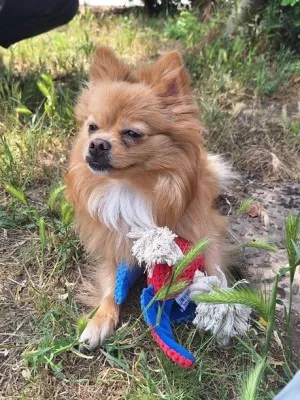 Koda