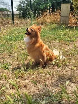 Koda