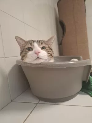 Alphonse