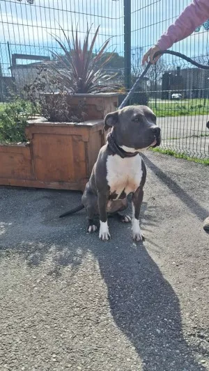 Nala