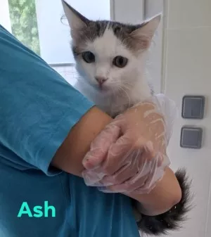 Ash