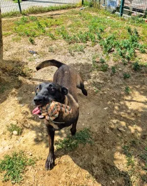 Nala M
