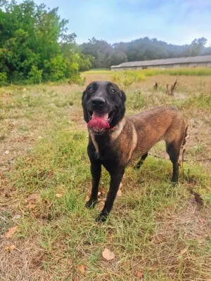 Nala M