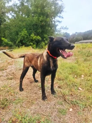 Nala M