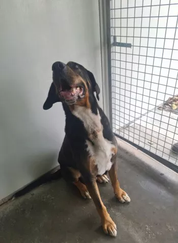 Max