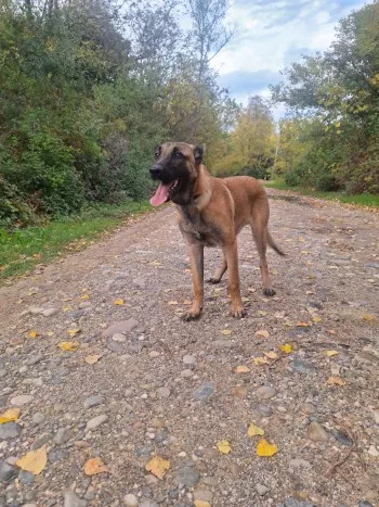 Arkan