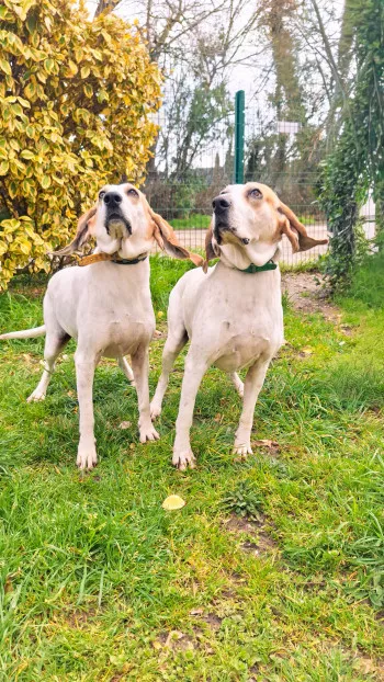 Roxane