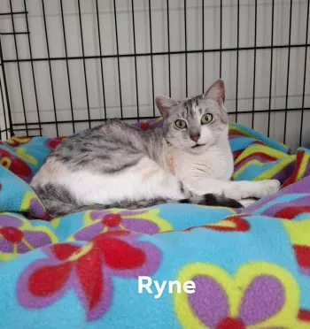 Ryne