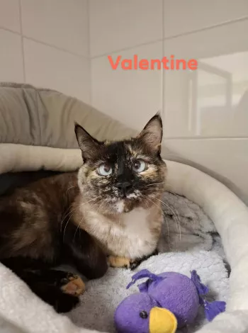 Valentine