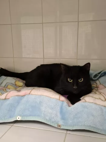Zorro