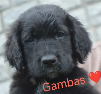 Gambas