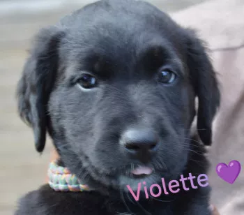 Violette