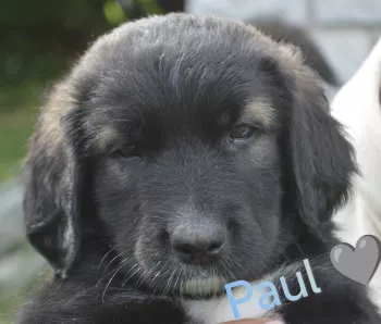 Paul