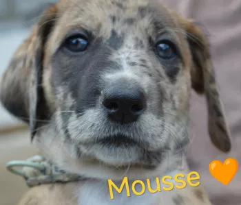Mousse