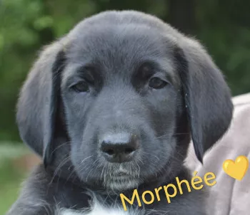 Morphée