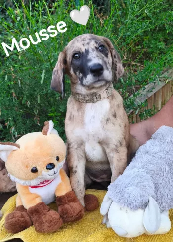 Mousse