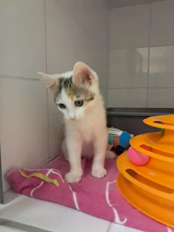 Kimi