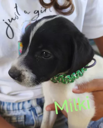 Milki