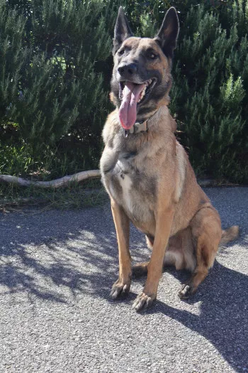 Rex