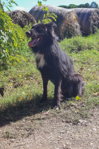 Aiko