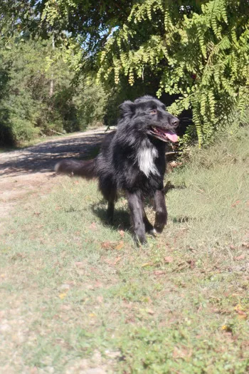 Aiko
