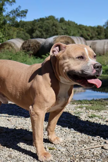 Rambo