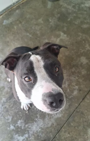 Sirius