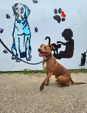 Mylo
