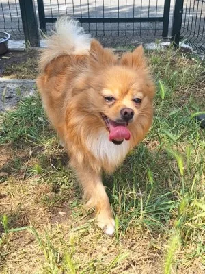 Koda