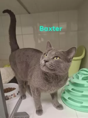 Baxter