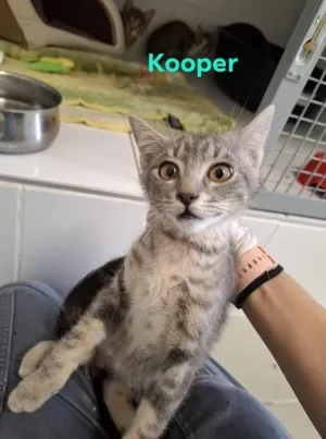 Kooper