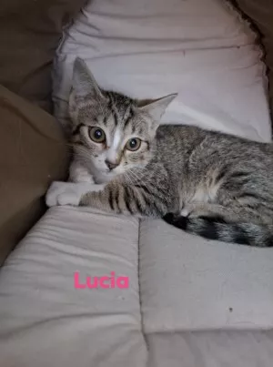 Lucia