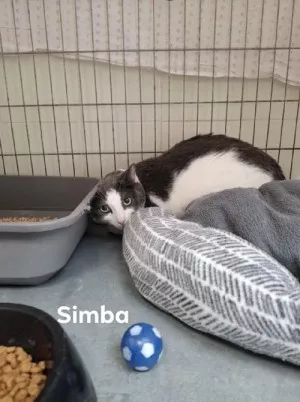 Simba
