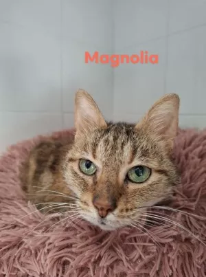 Magnolia