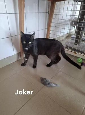 Joker