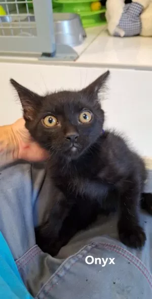Onyx