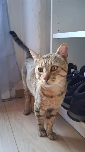 Ivar