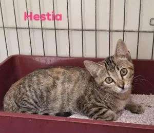 Hestia