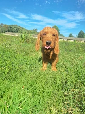Suzette