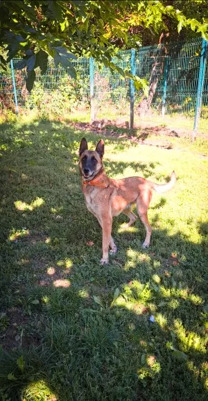 Falko
