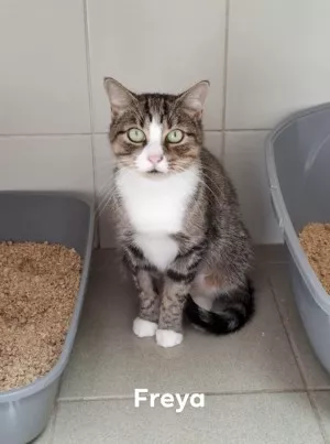 Freya