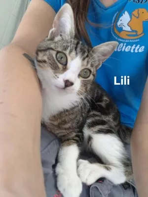 Lili