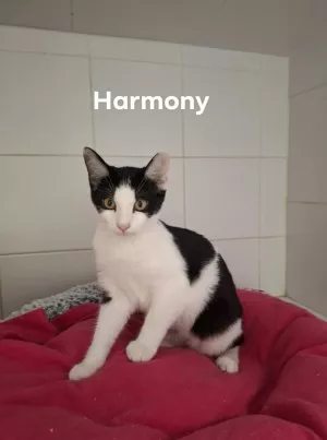 Harmony