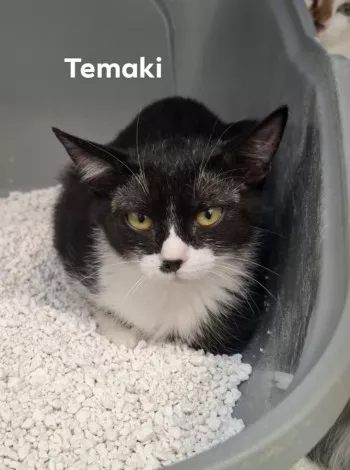 Temaki