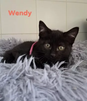 Wendy