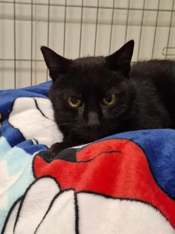 Lucifer