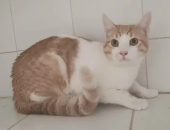Olaf