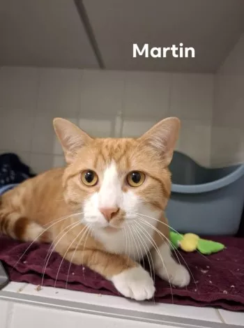 Martin